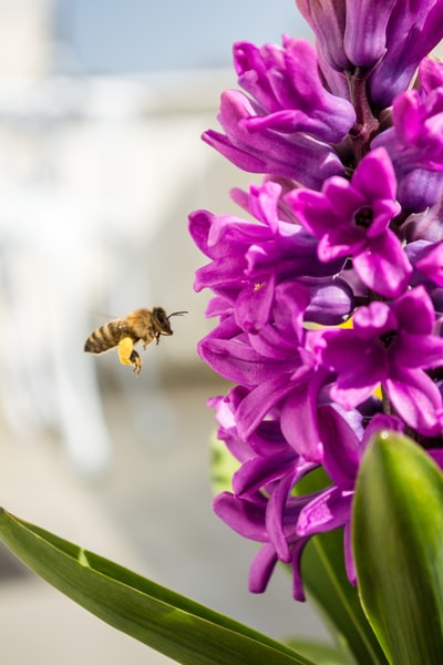 蜜蜂盘旋紫花
